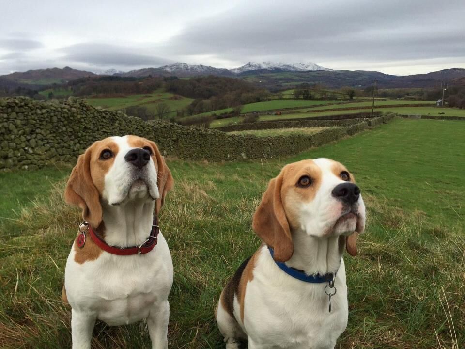 #5. Beagle